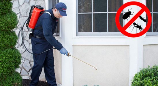 Adalar Tahtakurusu İlaçlama böcek ilaçlama ve haşere kontrolü — ilaclama-tr.com